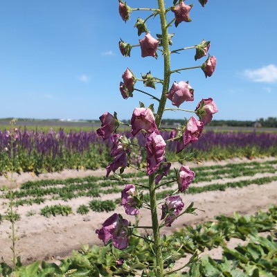 (Toorts) Verbascum phoeniceum 'Rosetta'