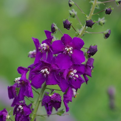 (Toorts) Verbascum phoeniceum 'Violetta'