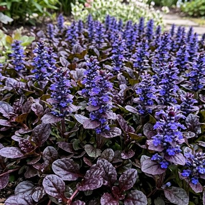 (Kruipend zenegroen) Ajuga reptans reptans 'Atropurpurea'