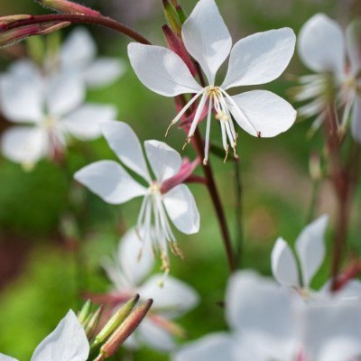 (Prachtkaars) Gaura lindheimeri 'Whirling Butterflies'