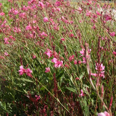 (Prachtkaars) Gaura lindheimeri 'Siskiyou Pink'