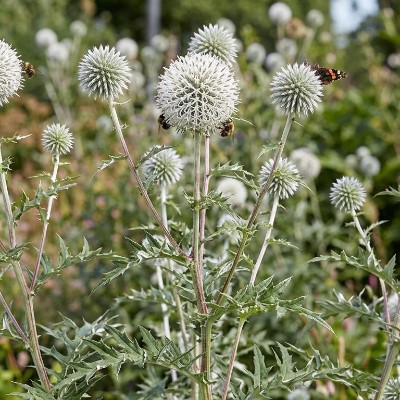 (Kogeldistel) Echinops sphaerocephalus 'Arctic Glow'