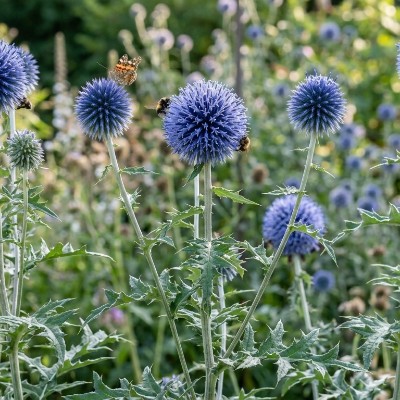 (Kogeldistel) Echinops bannaticus 'Blue Glow'