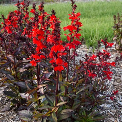 Lobelia speciosa 'Starship Scarlet'