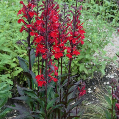 Lobelia speciosa 'Fan Scarlet'