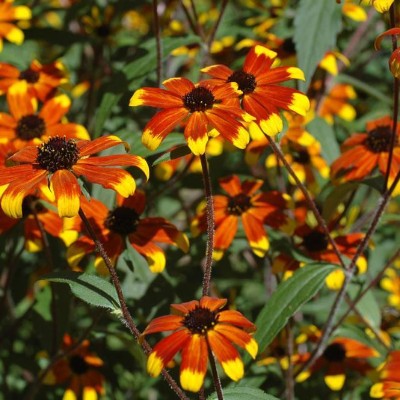 (Zonnehoed) Rudbeckia hirta 'Prairie Glow'