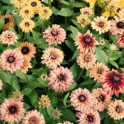 (Zonnehoed) Rudbeckia hirta 'Sahara'
