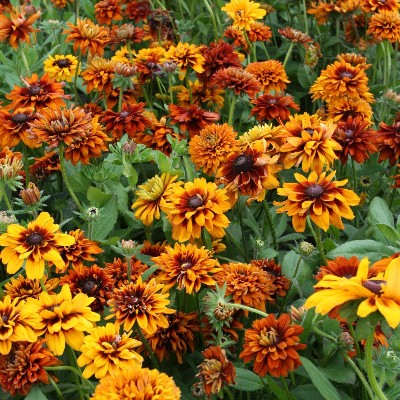 (Zonnehoed) Rudbeckia hirta 'Cherokee Sunset'