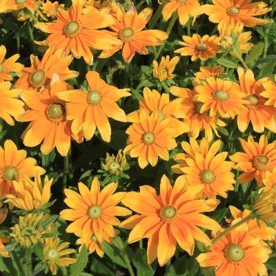 (Zonnehoed) Rudbeckia hirta 'Prairie Sun'