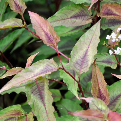 (Duizendknoop) Persicaria microcephala 'Red Dragon'