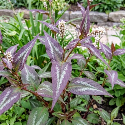 (Duizendknoop) Persicaria microcephala 'Purple Fantasy'