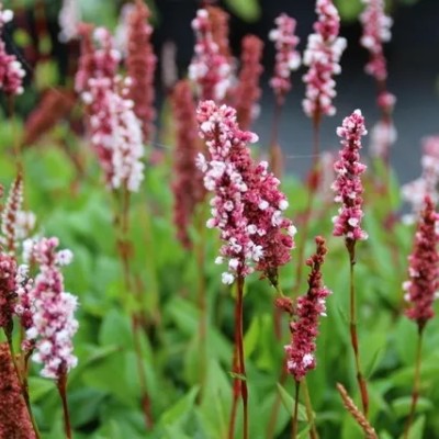 (Duizendknoop) Persicaria affinis 'Superba'