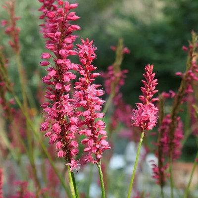 (Duizendknoop) Persicaria amplexicaulis 'Lisan'