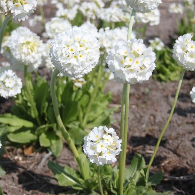 (Sleutelbloem) Primula denticulata 'Alba'