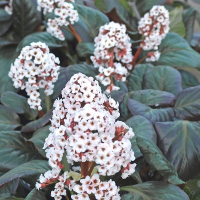 (Schoenlappersplant) Bergenia Bach
