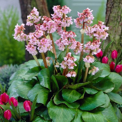 (Schoenlappersplant) Bergenia Baby Doll