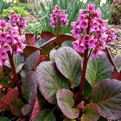 (Schoenlappersplant) Bergenia Eden's Dark Margin