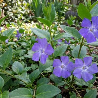 (Maagdenpalm) Vinca major