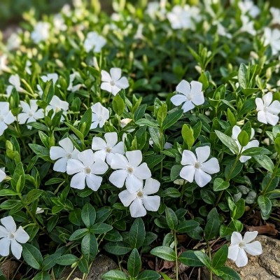 (Maagdenpalm) Vinca minor 'Alba'