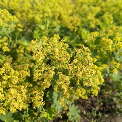 (Fraaie vrouwenmantel) Alchemilla epipsila
