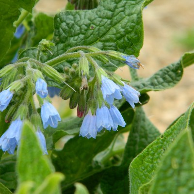 (Smeerwortel) Symphytum azureum