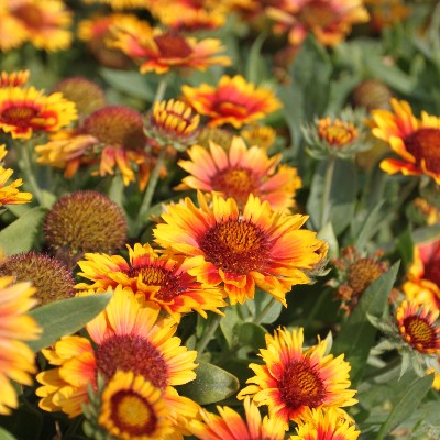 (Kokardebloem) Gaillarda Arizona Sun