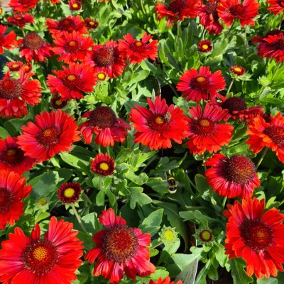 (Kokardebloem) Gaillarda Burgunder