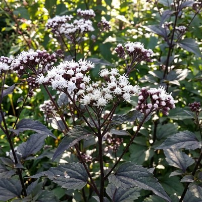 (Leverkruid) Eupatorium rugosum 'Chocolate'