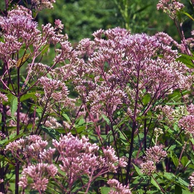 (Leverkruid) Eupatorium 'Baby Joe'