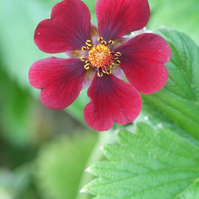 (Ganzerik) Potentilla thurberi Monarch's Velvet' (I)