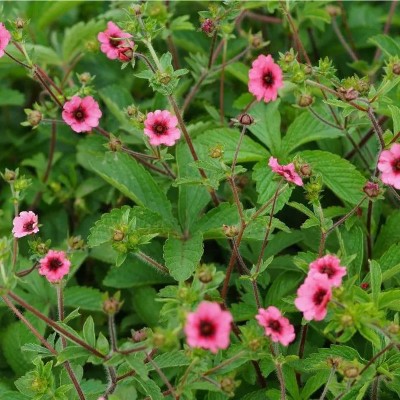 (Ganzerik) Potentilla nepalensis 'Miss Willmott'