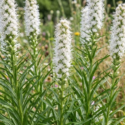 (Prachtschaarde) Liatris scariosa 'Alba'
