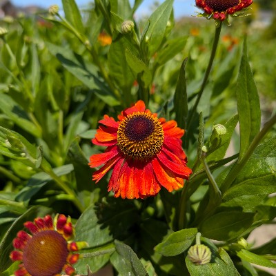(Zonnekruid) Helenium 'Sahin's Early Flowerer'
