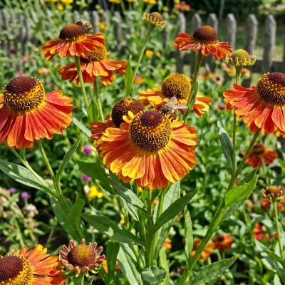 (Zonnekruid) Helenium 'Indianersommer'