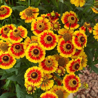 (Zonnekruid) Helenium 'Biedermeier'