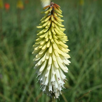 (Vuurpijl) Kniphofia 'Green Jade'