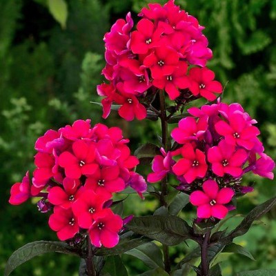 (Vlambloem) Phlox Starfire