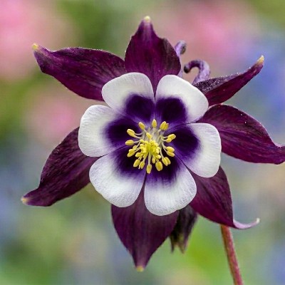 (Akelei) Aquilegia William Guiness