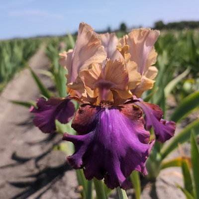 (Lis) Iris Germanica Luca