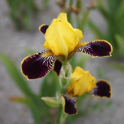 (Lis) Iris Germanica Bumblebee Deelite