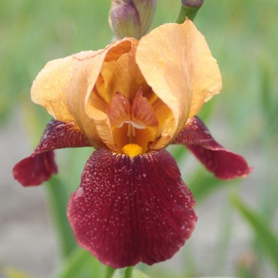 (Lis) Iris Germanica Red Red Wine