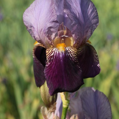 (Lis) Iris Germanica Alcazar