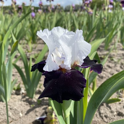 (Lis) Iris Germanica Domino Noir