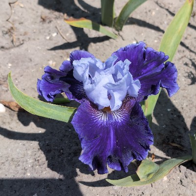 (Lis) Iris Germanica World Premier