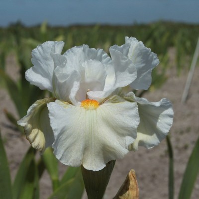 (Lis) Iris Germanica I'll Be Back