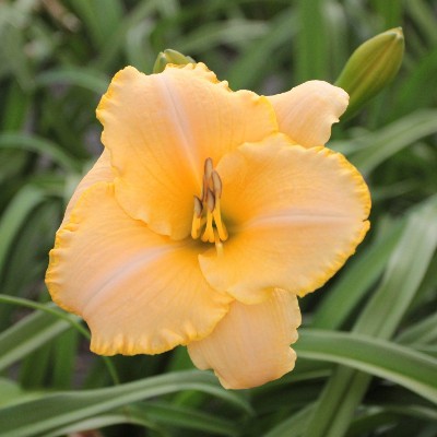 (Daglelie) Hemerocallis Serena Sunburst