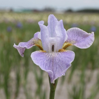 (Lis) Iris Sibirica Fourfold Lavender