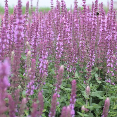 (Salie) Salvia nemorosa Amethyst