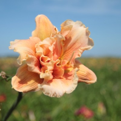 (Daglelie) Hemerocallis Yazoo Tim Terry