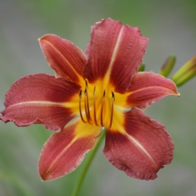 (Daglelie) Hemerocallis Purple Waters